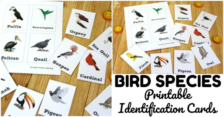 Image for Bird Identification Flashcards - Look! We're Learning!