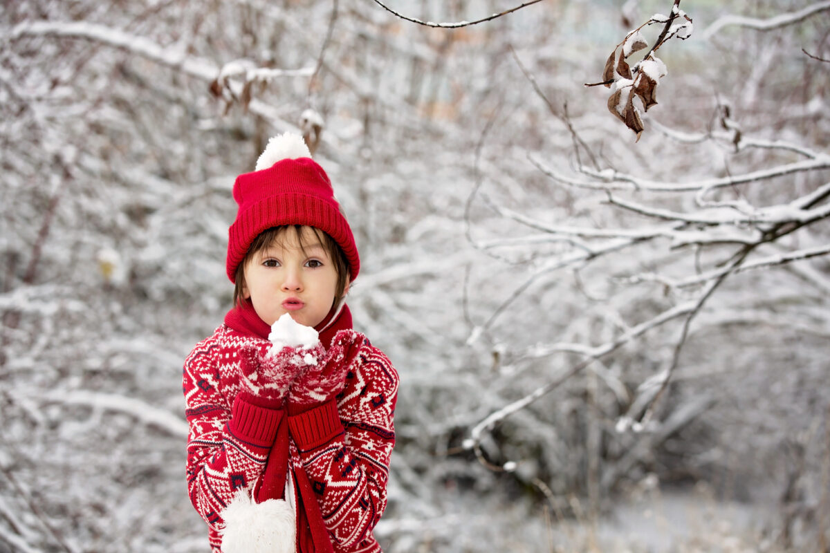 homeschool christmas nature study ideas