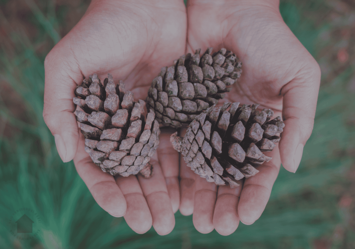two hands holding three pinecones