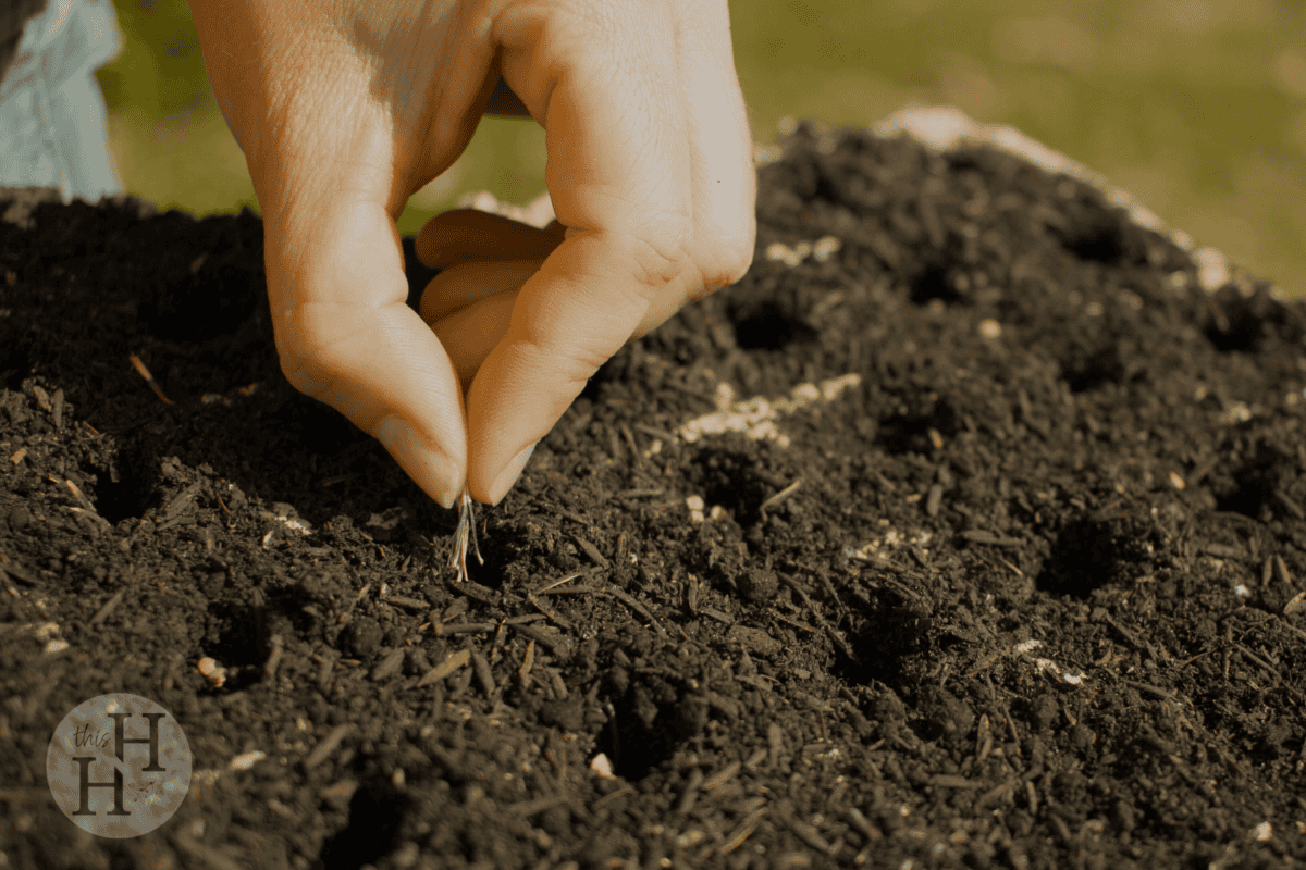 planting seeds