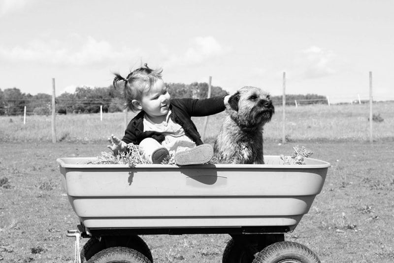 2 year old and dog sitting in a wagon